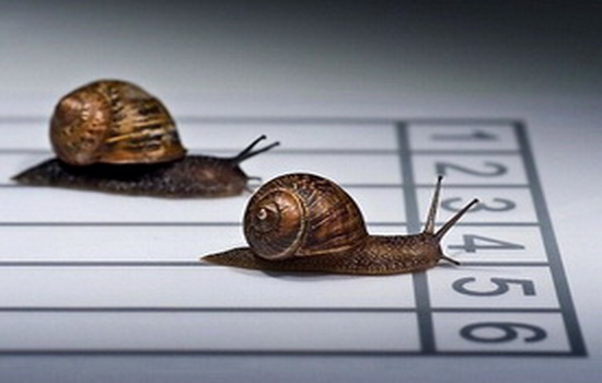 улитки.new550 350